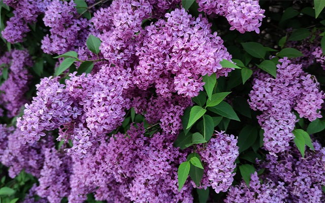 types of lilacs thumbnail