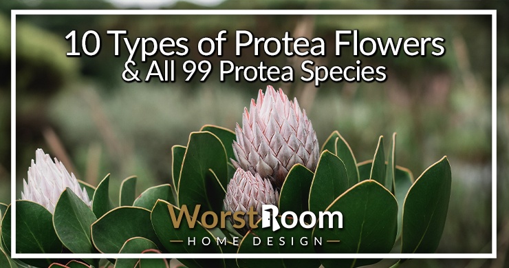 types of protea