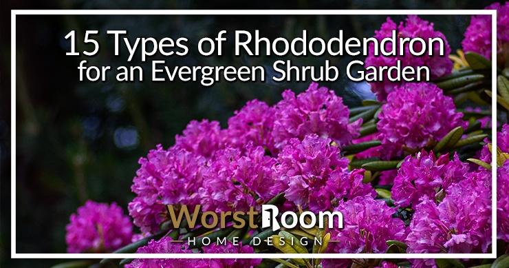 types of rhododendron