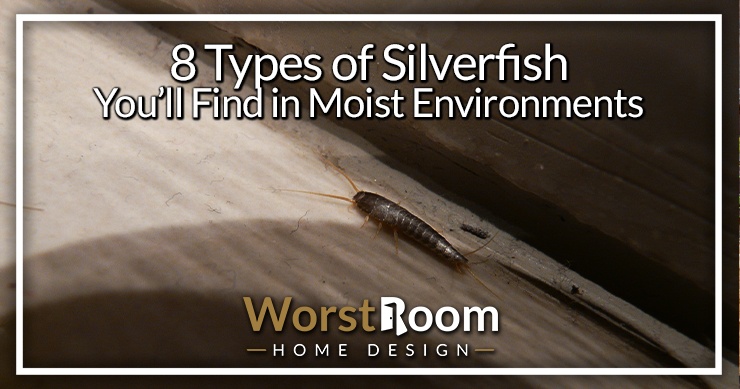 types of silverfish