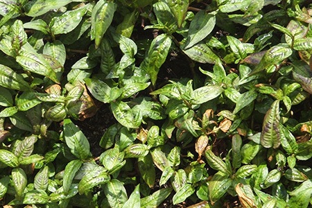 some cilantro types, like vietnamese cilantro, cannot endure cold climates