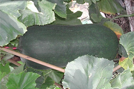 some varieties of melons, like wintermelon (or ash gourd), has many different names and it is actually considered as a vegetable