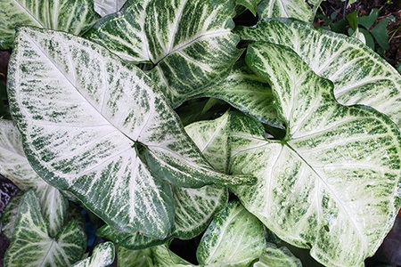 if you are looking for an easy to maintain caladium types, aaron caladium is your answer