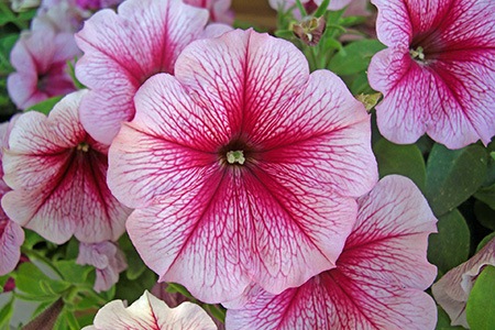 aladdin petunia