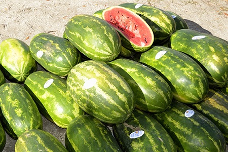 unlike different watermelons, allsweet watermelon, can be perfect choice for gardeners who wants to grow organic food