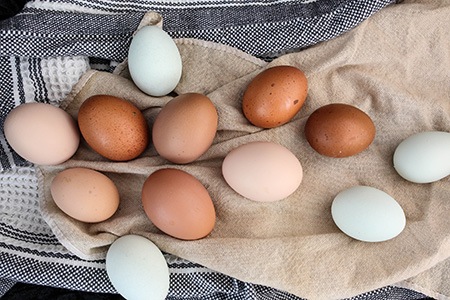 antibiotic-free eggs