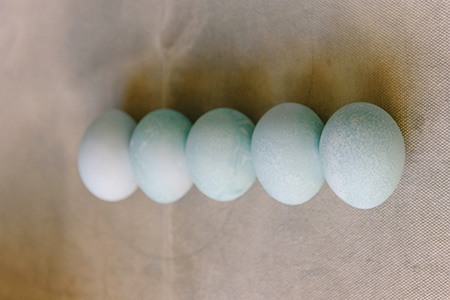 araucana eggs