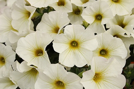 avalanche petunia