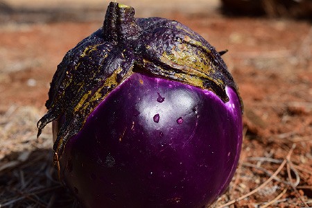 barbarella eggplant