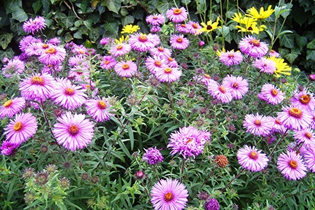 some types of aster flowers, like barr's pink, bloom during fall