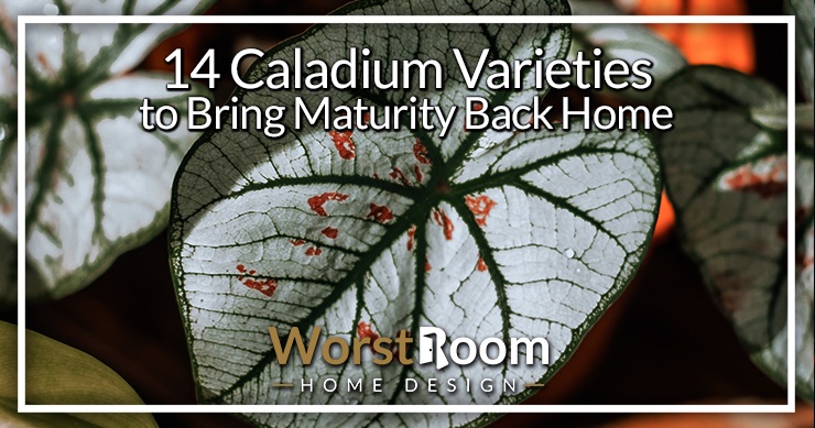 caladium varieties