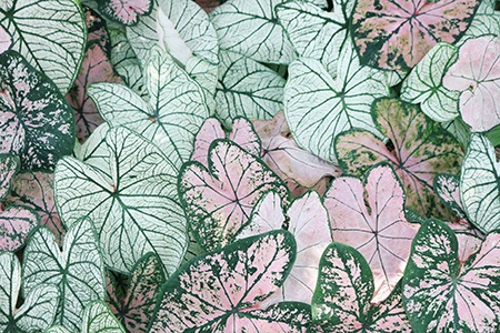 if you are looking for an attractive caladium species, candidum caladium is the perfect one!