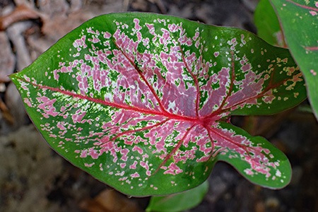 carolyn whorton caladium