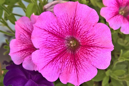 carpet petunia