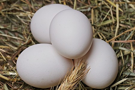 if you are looking for different types of egg to eat that have reliable conditions, you can look for certified humane label