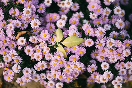 chatterbox aster