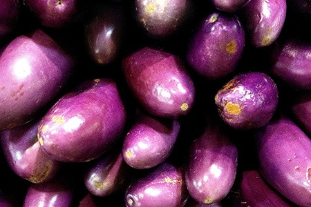 chinese eggplant