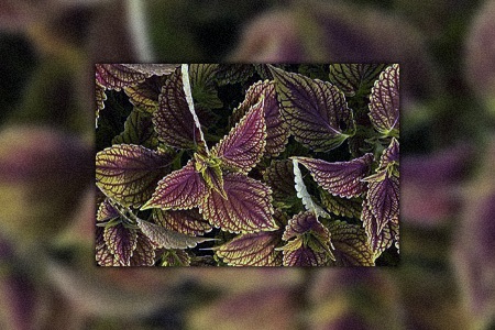 some coleus types have eye-catching colors and colorblaze golden dreams is one of them