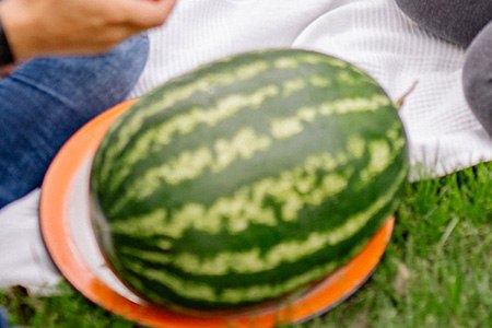 crimson sweet is one of the easiest watermelon varieties to grow