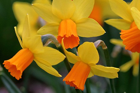 cyclamineus daffodils