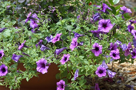 there are different types of petunias, like daddy petunia, that have a darker central parts
