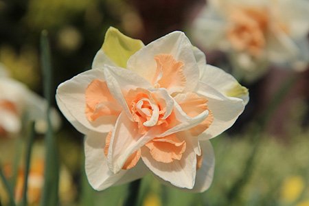 there are different types of daffodils, like double daffodils, that have several layers with different colors