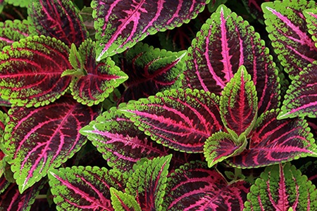 some types of coleus flowers, like dragon heart, tend to grow in clusters