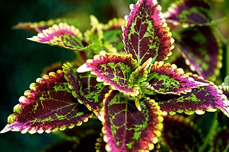 among all varieties of coleus, el brighto coleus is the most unique one with its zigzag edges and colorful leaves