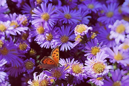 some aster varieties, like eventide aster, do not require much maintenance and water