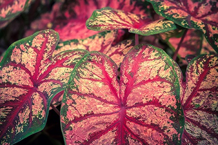 fannie munson caladium is the most commonly found types of caladium