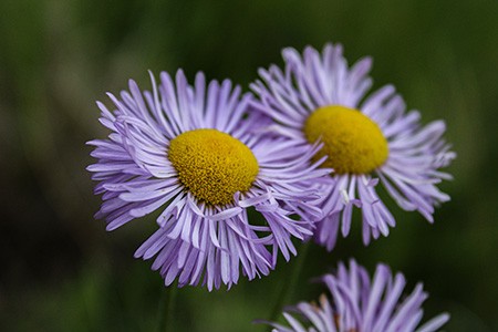 fanny's aster