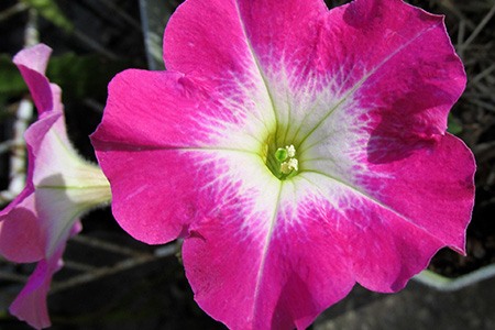 some petunia varieties, like fantasy petunia, remains close to the ground