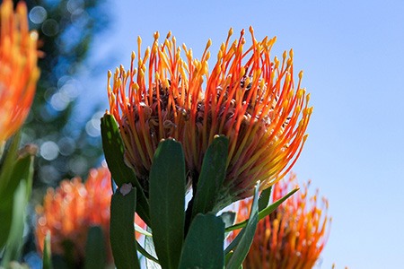flame giant protea