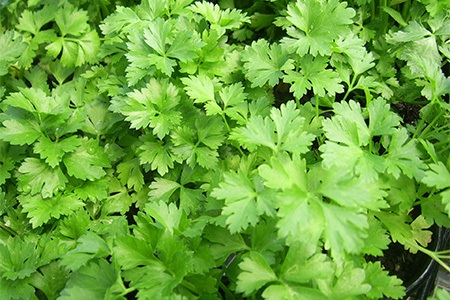 flat leaf parsley is the most popular parsley types