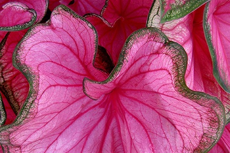 some caladium varieties, like florida sweetheart caladium, have wavy leaves