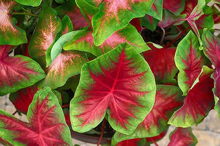 freida hemple caladium