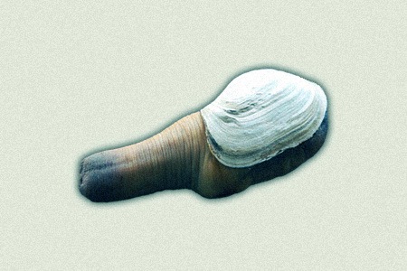 one of the most unique and different kinds of clams is geoduck; its shape makes it unforgettable