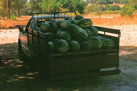 georgia rattlesnake watermelon