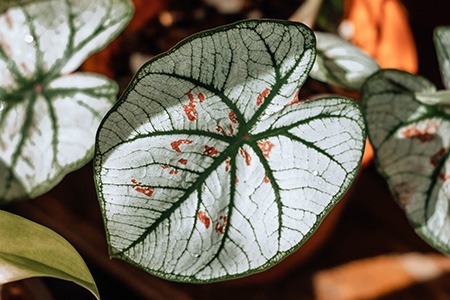 some varieties of caladium, like gingerland caladium, have freckle-like spots