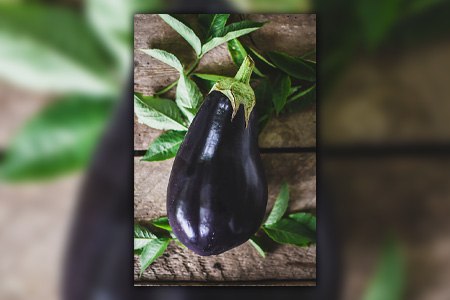 one of the most common kinds of eggplants in united states is globe eggplant