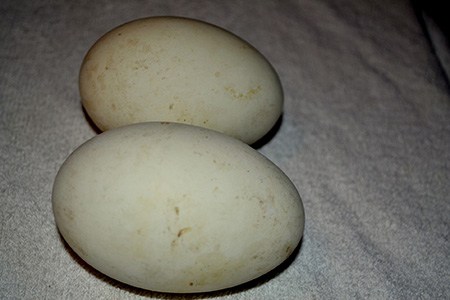 of all the different types of eggs to eat, goose eggs are relatively huge
