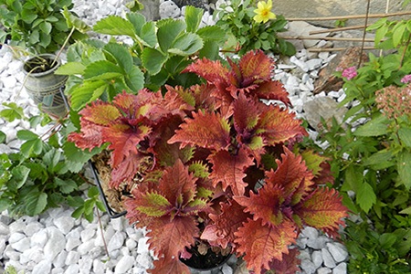 henna coleus are types of coleus plants that have teeth-like borders