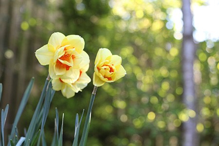 there are specific types of daffodils, named hybrid varieties of daffodils, that cannot be categorized into previous categories