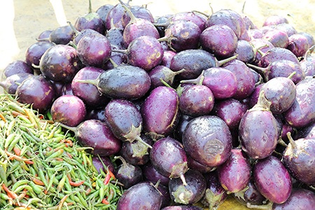 if you are feeling lost searching through different eggplants to make your delicious curry, you can try indian eggplant