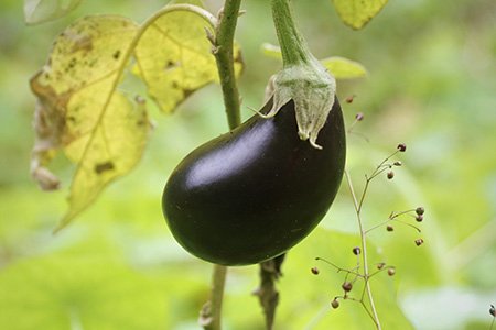 italian eggplants can be a good example for different kinds of eggplant that offer creamy and sweet taste