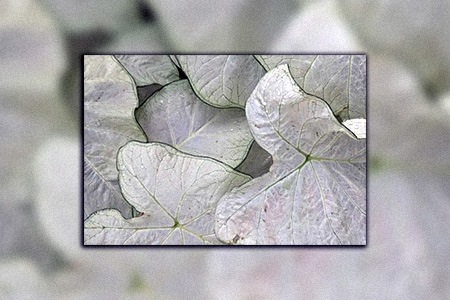 june bride caladium