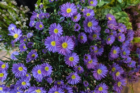 some aster flower types, kickin' lilac blue, grow in clusters
