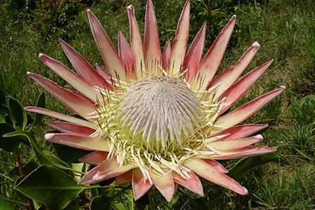 king protea is the protea species with largest head