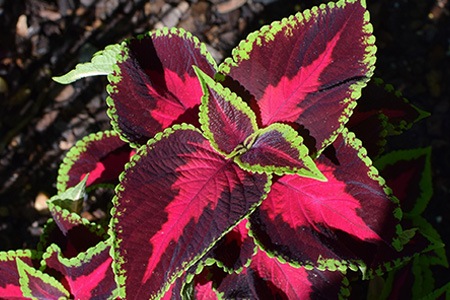 kong red coleus