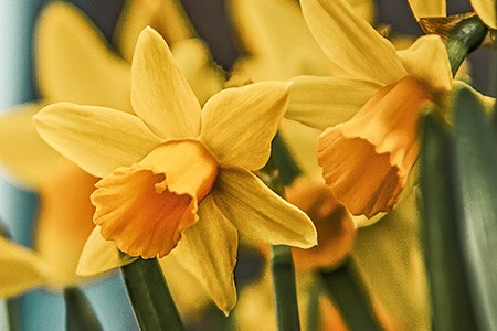 large cups are daffodil types with prominent cups and big flowers